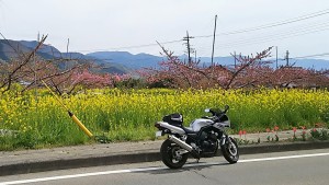 2017-04-20羊山公園～勝沼ツーリング (13)
