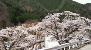 2017-04-20羊山公園～勝沼ツーリング (5)