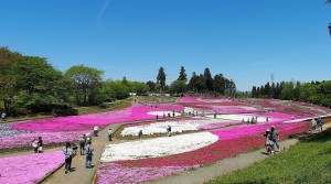 2021-04-22 芝桜の丘　羊山公園 (3)