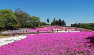 2021-04-22 芝桜の丘　羊山公園 (4)