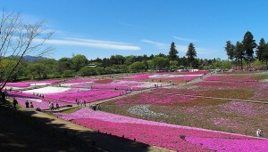 2021-04-22 芝桜の丘　羊山公園 (2)